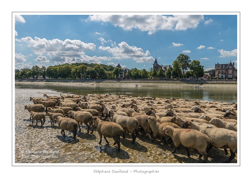 Moutons_21_08_2015_066-border