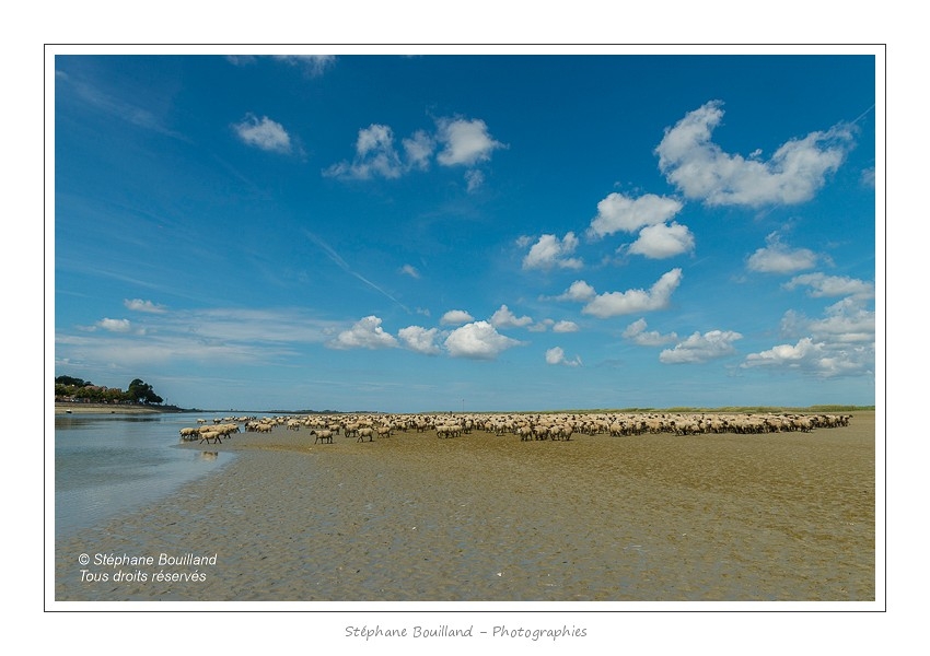Moutons_21_08_2015_081-border