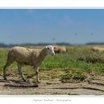 Moutons_21_08_2015_006-border
