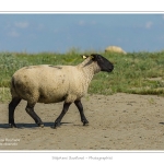 Moutons_21_08_2015_008-border