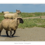 Moutons_21_08_2015_010-border