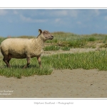 Moutons_21_08_2015_011-border