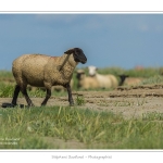 Moutons_21_08_2015_015-border