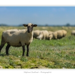 Moutons_21_08_2015_021-border