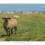 Moutons_21_08_2015_023-border