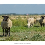 Moutons_21_08_2015_024-border