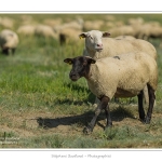 Moutons_21_08_2015_026-border