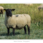 Moutons_21_08_2015_029-border