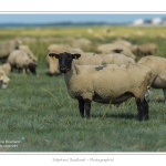 Moutons_21_08_2015_030-border
