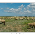 Moutons_21_08_2015_032-border