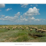 Moutons_21_08_2015_033-border