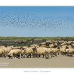 Moutons_21_08_2015_042-border