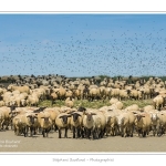 Moutons_21_08_2015_043-border