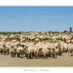 Moutons_21_08_2015_045-border