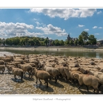 Moutons_21_08_2015_066-border
