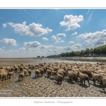 Moutons_21_08_2015_072-border