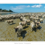 Moutons_21_08_2015_074-border