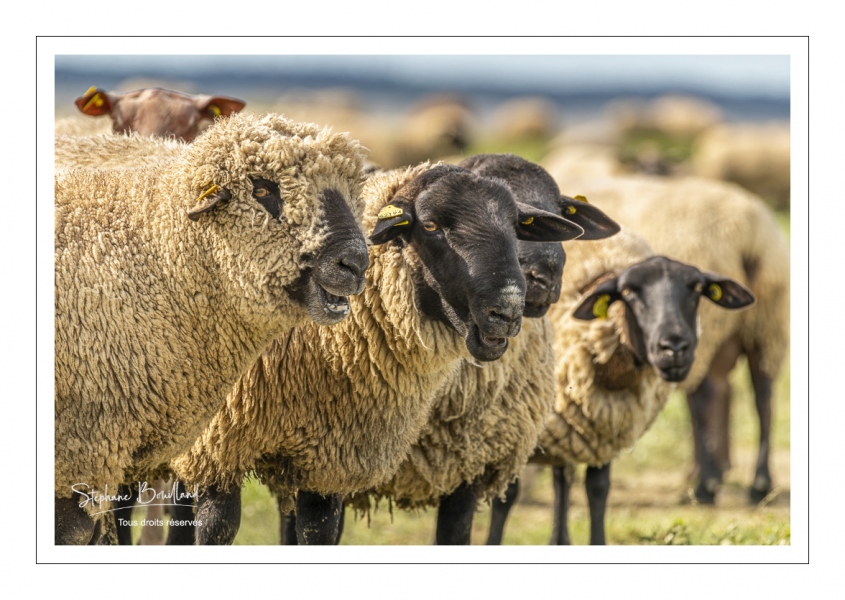Moutons de prés-salés au Cap Hornu dans les Mollières