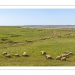 Moutons de prés-salés au Cap Hornu dans les Mollières