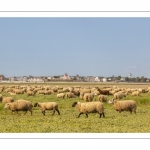 Moutons de prés-salés au Cap Hornu dans les Mollières