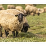 Moutons de prés-salés au Cap Hornu dans les Mollières