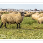 Moutons de prés-salés au Cap Hornu dans les Mollières