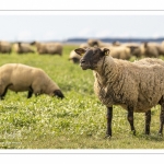 Moutons de prés-salés au Cap Hornu dans les Mollières