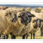 Moutons de prés-salés au Cap Hornu dans les Mollières