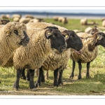 Moutons de prés-salés au Cap Hornu dans les Mollières