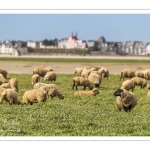 Moutons de prés-salés au Cap Hornu dans les Mollières