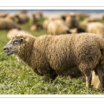 Moutons de prés-salés au Cap Hornu dans les Mollières