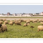 Moutons de prés-salés au Cap Hornu dans les Mollières