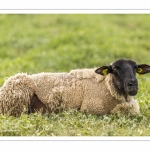 Moutons de prés-salés au Cap Hornu dans les Mollières