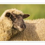 Moutons de prés-salés au Cap Hornu dans les Mollières