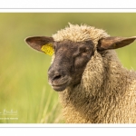 Moutons de prés-salés au Cap Hornu dans les Mollières