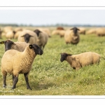 Moutons de prés-salés au Cap Hornu dans les Mollières