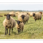 Moutons de prés-salés au Cap Hornu dans les Mollières