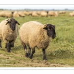 Moutons de prés-salés au Cap Hornu dans les Mollières