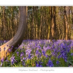 Foret_de_Crecy_12_04_2014_006-border