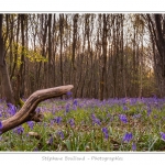 Foret_de_Crecy_12_04_2014_007-border