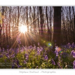 Foret_de_Crecy_12_04_2014_008-border