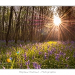 Foret_de_Crecy_12_04_2014_009-border