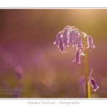 Foret_de_Crecy_12_04_2014_010-border