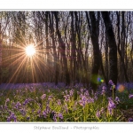 Foret_de_Crecy_12_04_2014_011-border