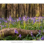 Foret_de_Crecy_12_04_2014_012-border