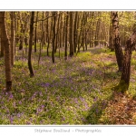 Foret_de_Crecy_12_04_2014_013-border