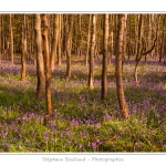 Foret_de_Crecy_12_04_2014_014-border