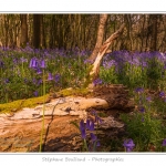 Foret_de_Crecy_12_04_2014_015-border