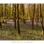 Foret_de_Crecy_12_04_2014_016-border