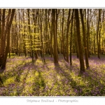 Foret_de_Crecy_12_04_2014_017-border